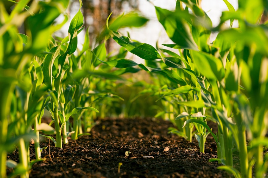 Crop advisory
